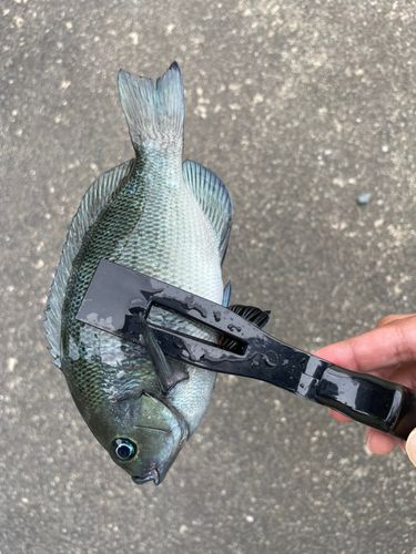 メジナの釣果