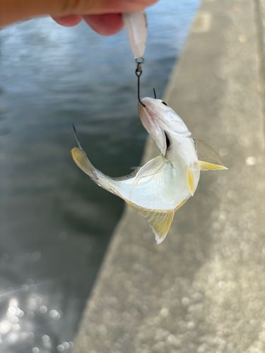 メッキの釣果