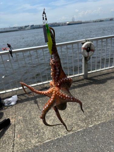 タコの釣果