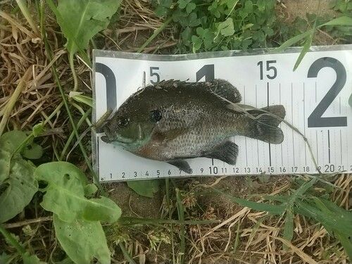 ブルーギルの釣果
