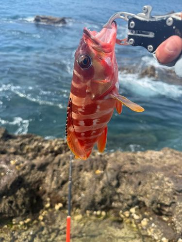 アカハタの釣果