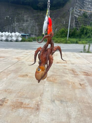 タコの釣果