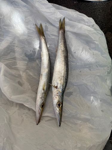 カマスの釣果