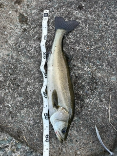スズキの釣果