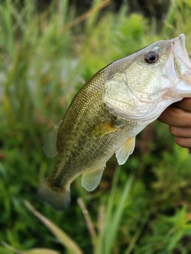 前川（北浦）で釣れたブラックバスの釣り・釣果情報 - アングラーズ