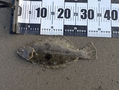ヒラメの釣果