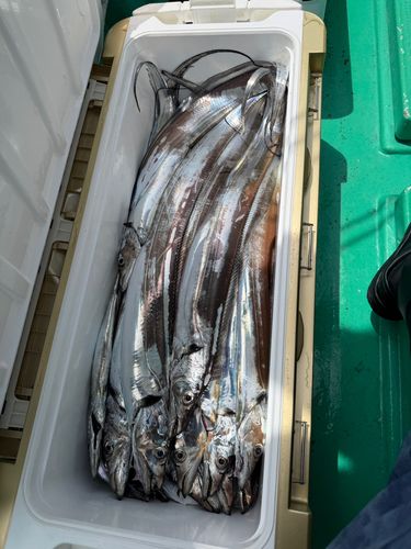 タチウオの釣果