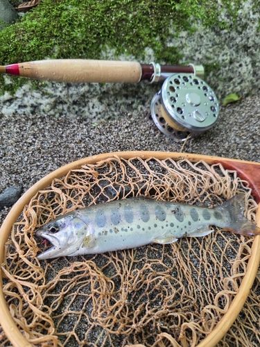 ヤマメの釣果