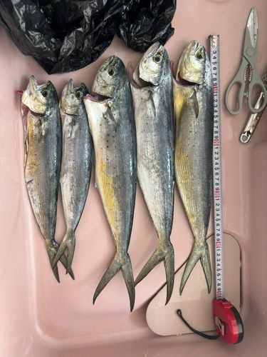 シイラの釣果
