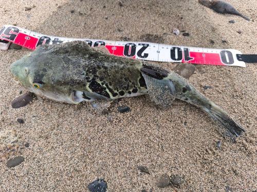 トラフグの釣果