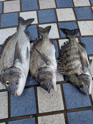 チヌの釣果