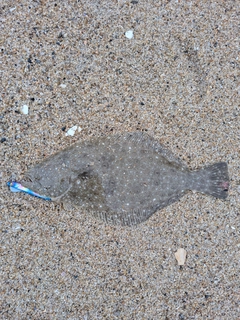 ソゲの釣果