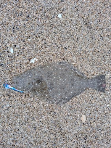 ソゲの釣果