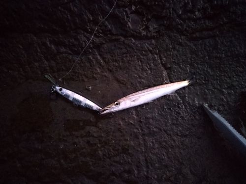 カマスの釣果