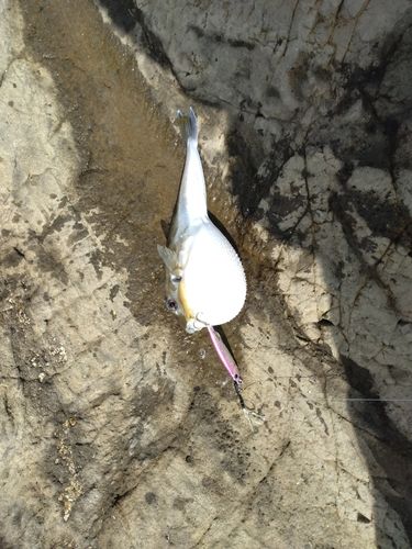 シロサバフグの釣果