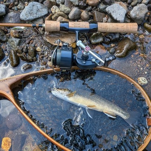 オショロコマの釣果