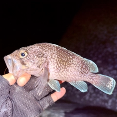 キツネメバルの釣果