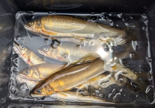 アユの釣果