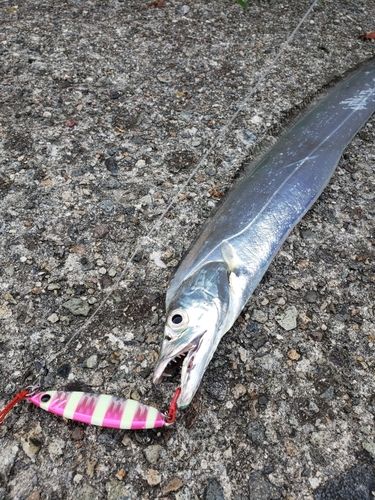 タチウオの釣果