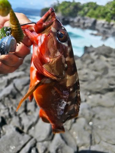 アカハタの釣果