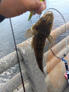 コチの釣果