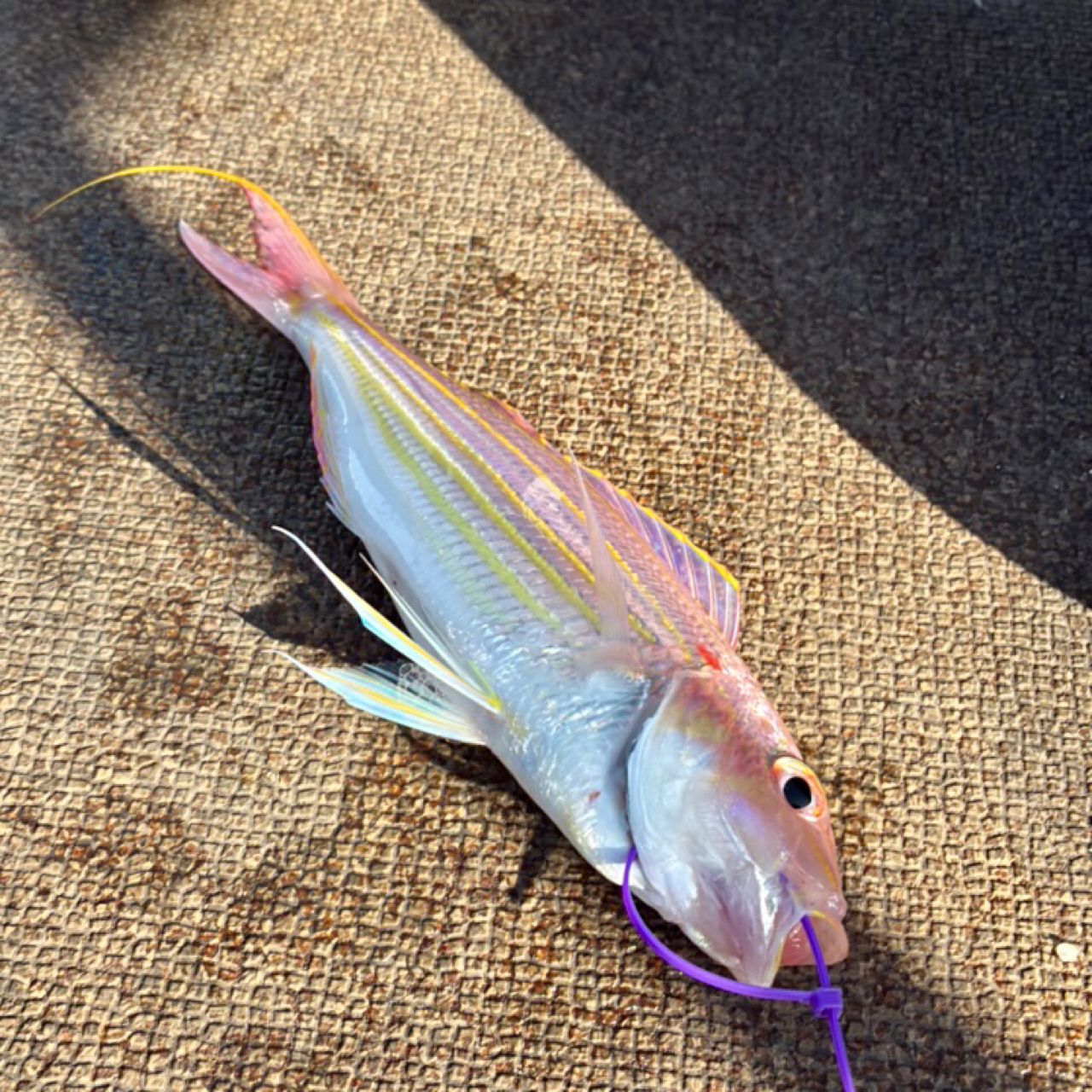 SHIMANO 22炎月 SS フルソリッドモデル B60ML-FS/RIGHTの最安値