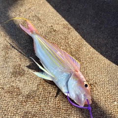 イトヨリダイの釣果