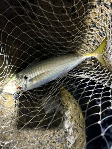 マアジの釣果