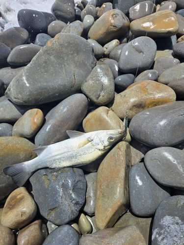 セイゴ（ヒラスズキ）の釣果