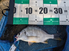 キビレの釣果