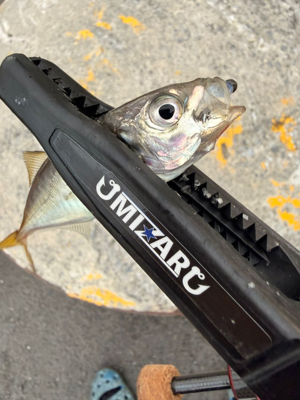 SHIMANO 19ヴァンキッシュ 1000SSSPGの最安値・インプレ・釣果 | 本音