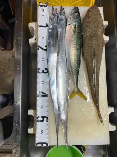 サバの釣果