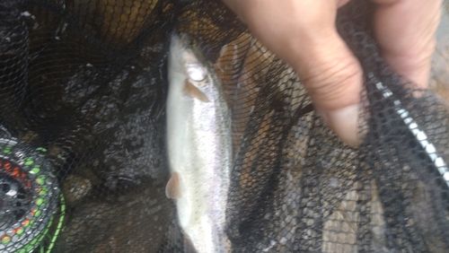 ニジマスの釣果