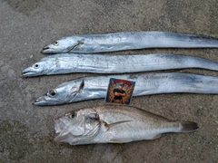 タチウオの釣果
