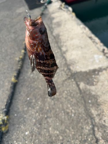 キジハタの釣果