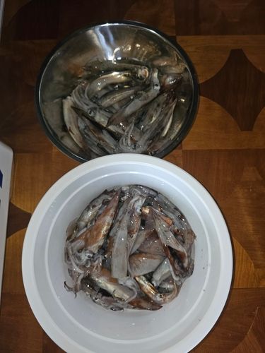 イカの釣果