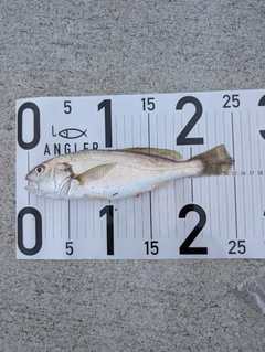 イシモチの釣果