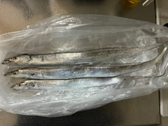 タチウオの釣果