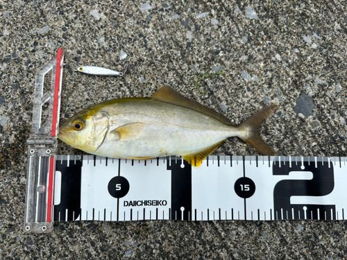 ショゴの釣果