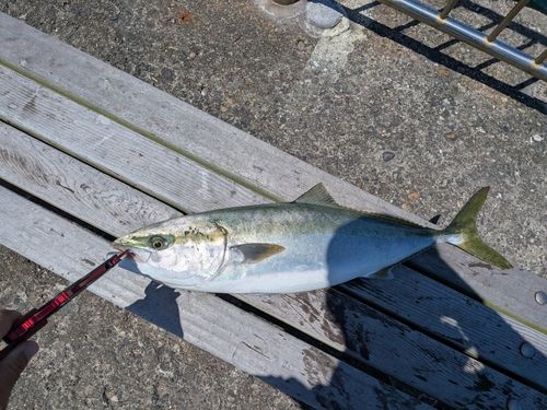 ワラサの釣果