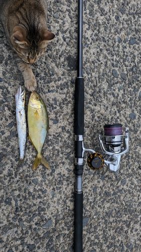ショゴの釣果