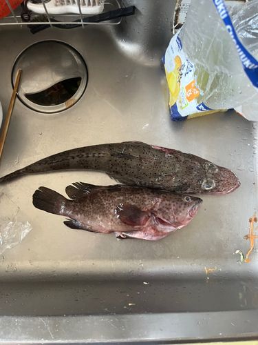 ワニゴチの釣果