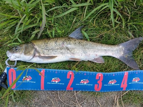 ニゴイの釣果