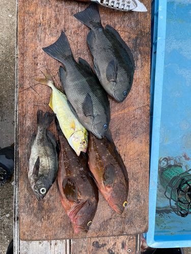 アコウの釣果
