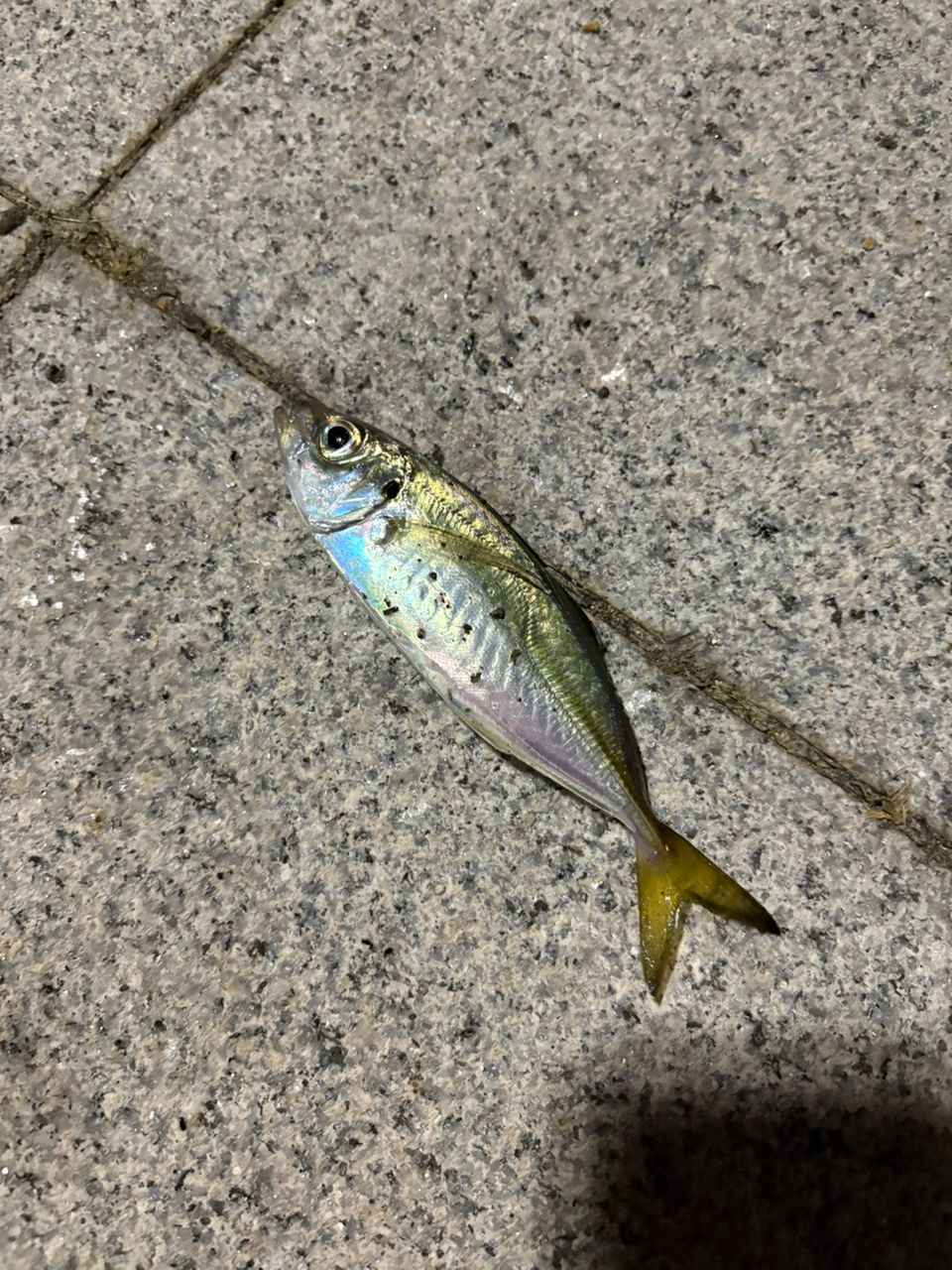 SHIMANO 18ソアレ SS アジング S610SUL-Sの最安値・インプレ・釣果