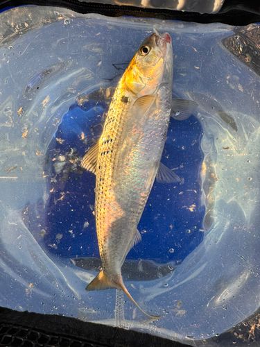 コノシロの釣果