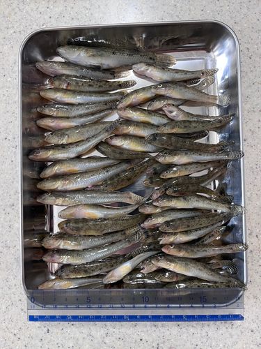 ハゼの釣果