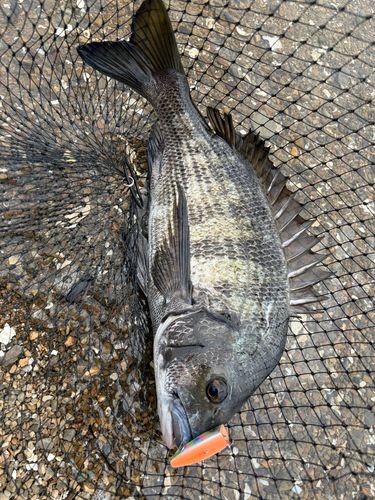 チヌの釣果