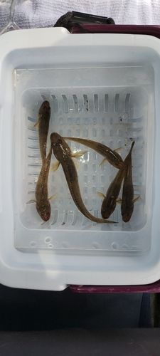 ハゼの釣果