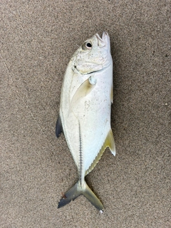 メッキの釣果